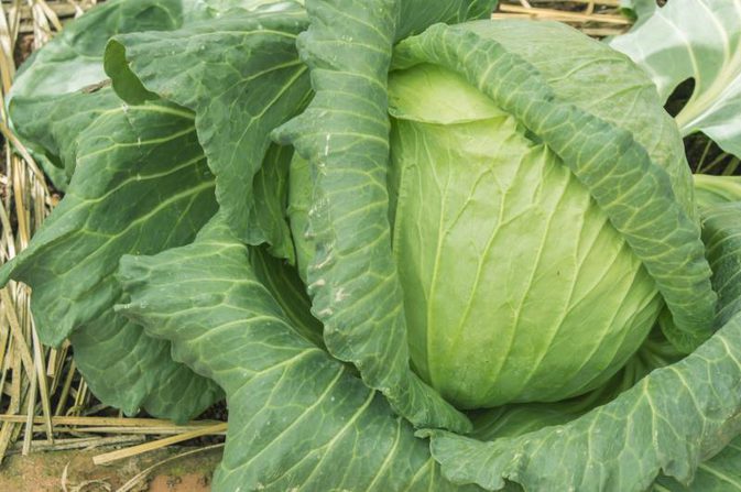 cabbage for heartburn